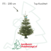 Nordmann kerstboom
