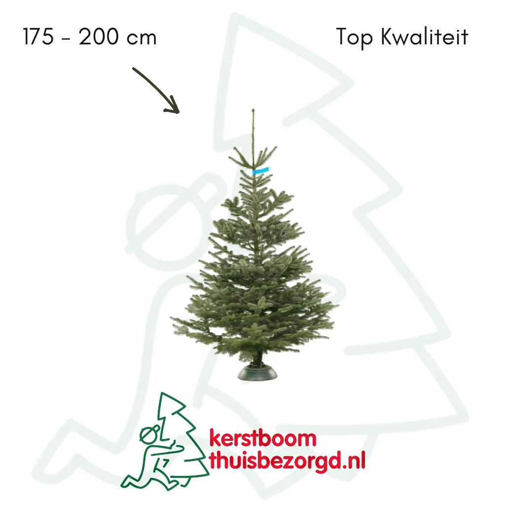 Nordmann kerstboom