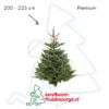 Nordmann premium kerstboom