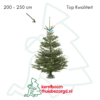 Nordmann kerstboom