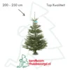 Nordmann kerstboom