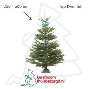 Nordmann kerstboom