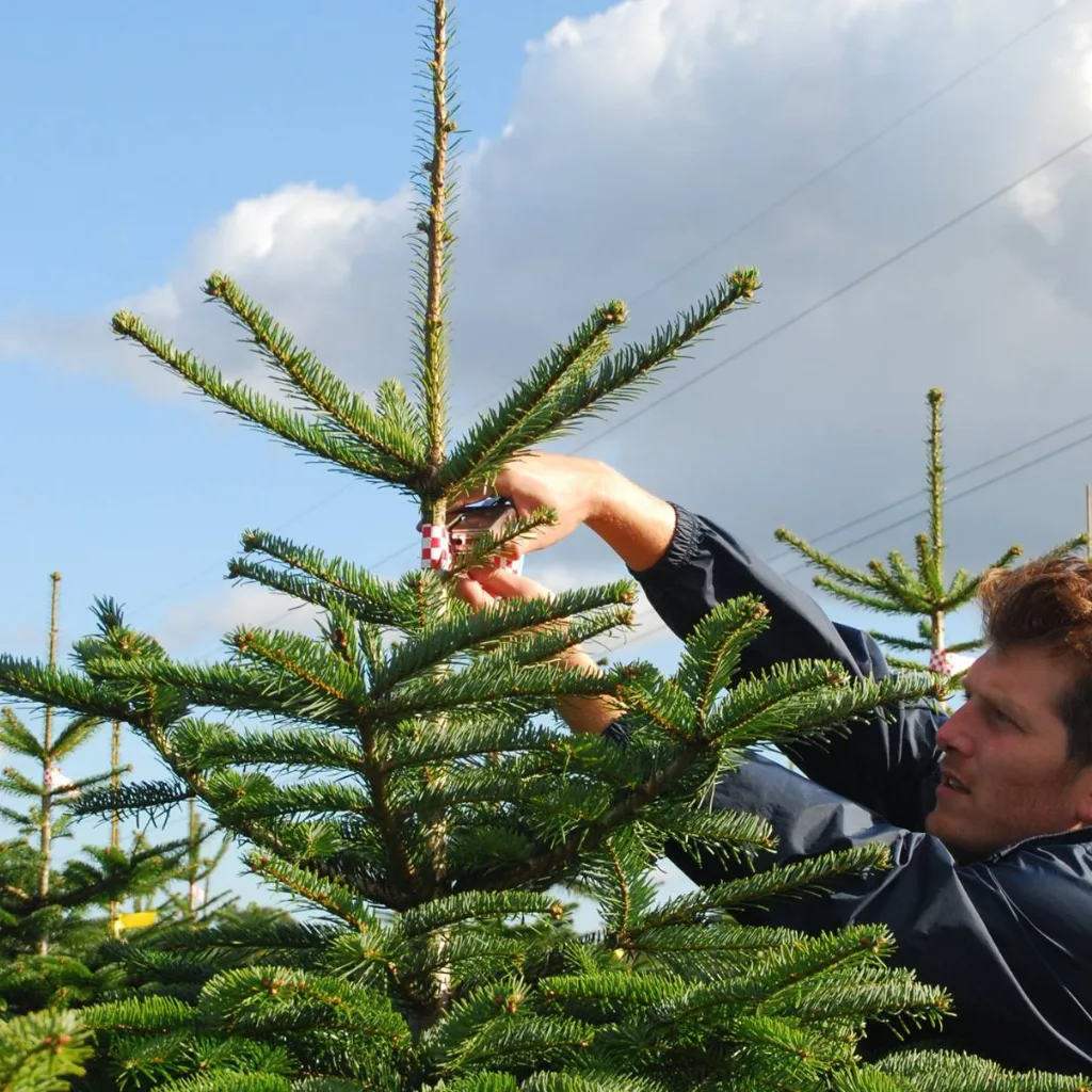 Nordmann kerstboom