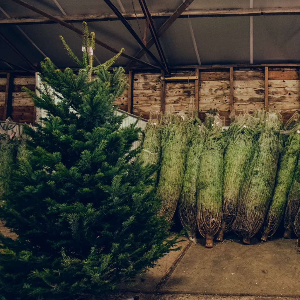 kerstboom kopen