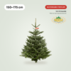 Nordmann Premium kerstboom 150-175 cm