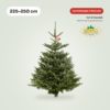 Nordmann Premium kerstboom 225-250 cm