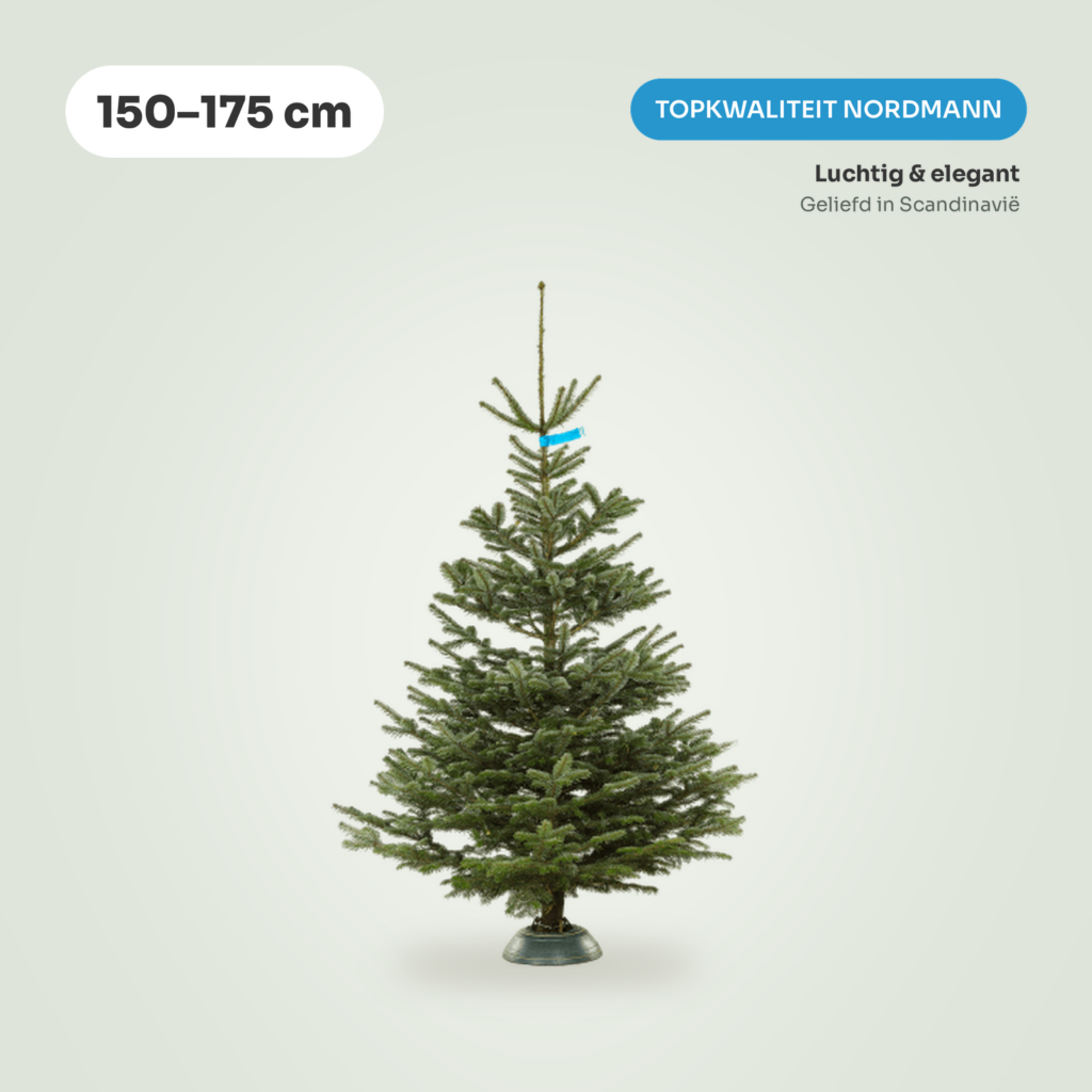Nordmann Top kerstboom 150-175 cm