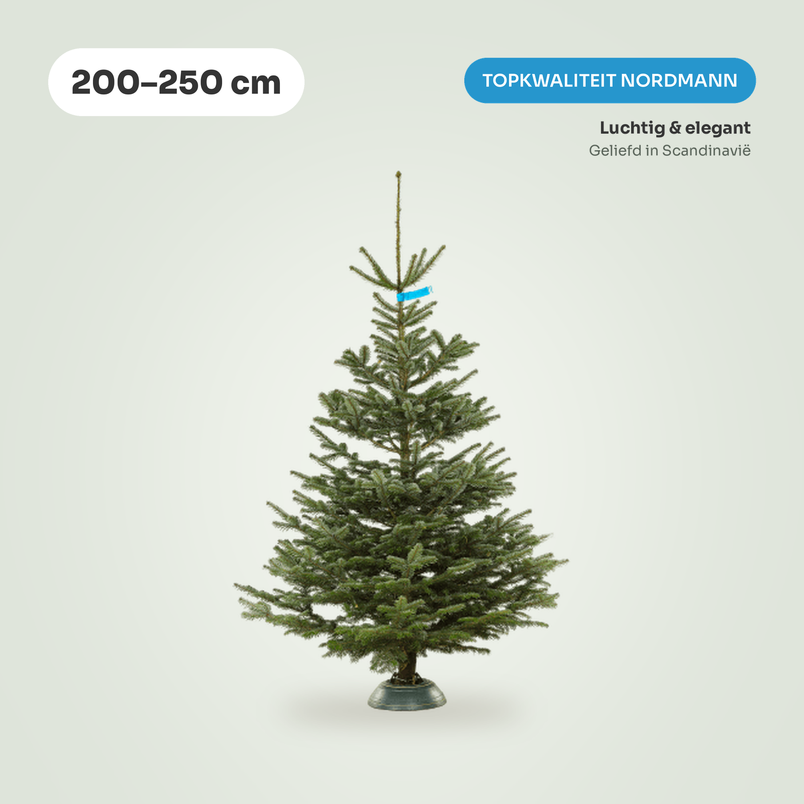 Nordmann Top kerstboom 200-250 cm